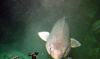 渔民网获中华鲟 渔民网获中华鲟