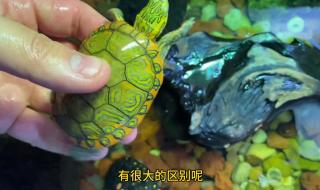 黄化斑纹草龟多少钱