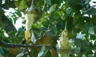 去泰国买什么好