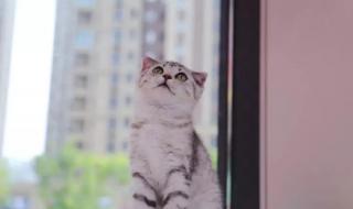 无锡宠物领养 无锡宠物领养