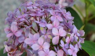 绣球花为什么不吉利 绣球花为什么不吉利