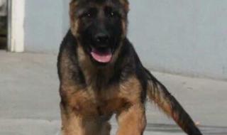 小荷作文加盟费 小荷作文加盟费