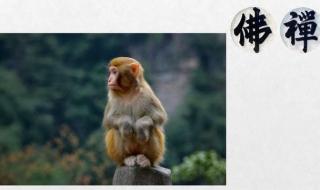 尾巴难藏是什么生肖 尾巴难藏是什么生肖