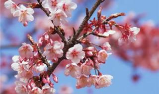 微信最美的头像图片